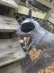 Found/Stray Male Dog last seen Cole Drive in Jacksonville, Lonoke County, AR 72076