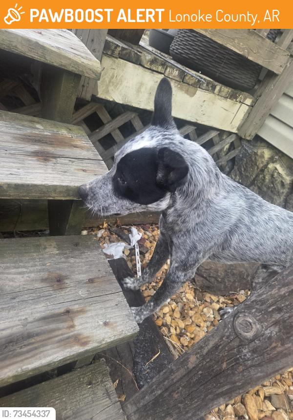 Found/Stray Male Dog last seen Cole Drive in Jacksonville, Lonoke County, AR 72076