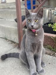 Found/Stray Female Cat last seen S Campbell and Front, between Valley and Mission, Alhambra, CA 91803