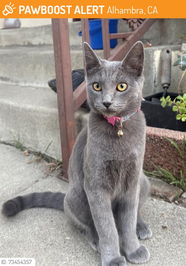 Found/Stray Female Cat last seen S Campbell and Front, between Valley and Mission, Alhambra, CA 91803