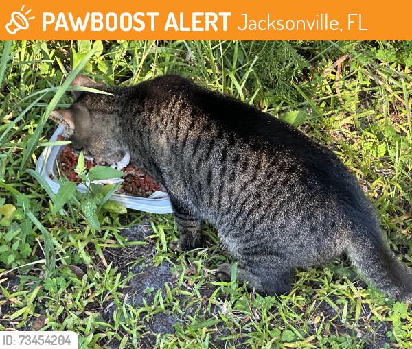 Found/Stray Male Cat last seen New Kings Road and Gilchrist Road, Jacksonville, FL 32219