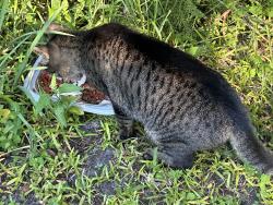 Found/Stray Male Cat last seen New Kings Road and Gilchrist Road, Jacksonville, FL 32219
