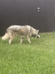 Lost Male Dog last seen Miami, Miami, FL 33177
