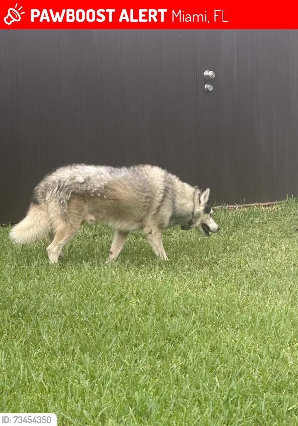 Lost Male Dog last seen Miami, Miami, FL 33177