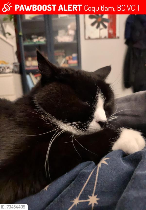 Lost Female Cat last seen Near atlin place, Coquitlam, BC V3C 5T1