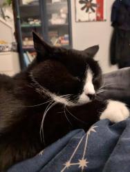 Lost Female Cat last seen Near atlin place, Coquitlam, BC V3C 5T1