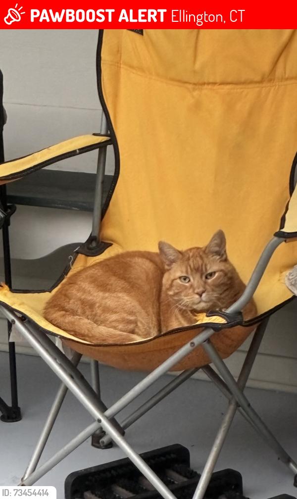 Lost Male Cat last seen Pioneer dr, Ellington, CT 06029
