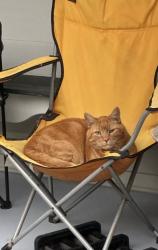 Lost Male Cat last seen Pioneer dr, Ellington, CT 06029