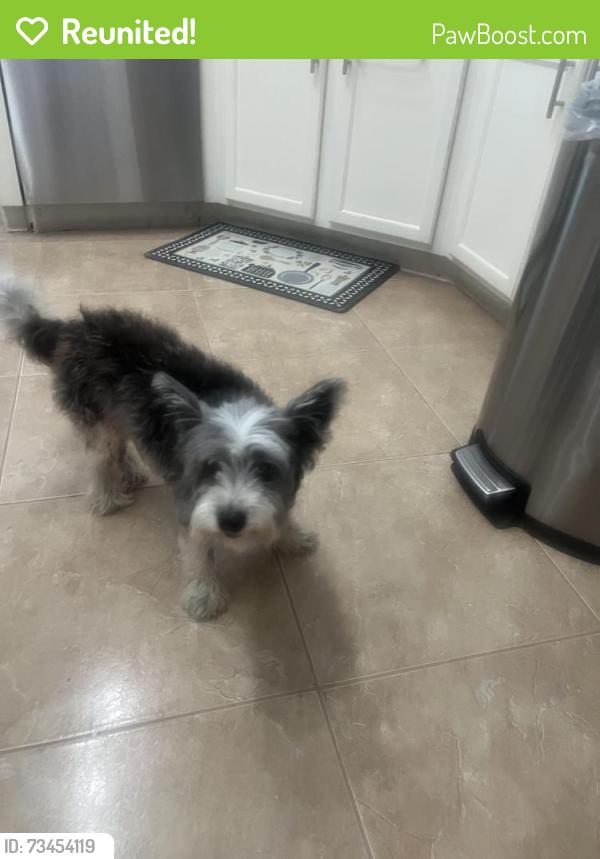 Reunited Female Dog last seen Northgate Crossing Elementary, Spring, TX 77373