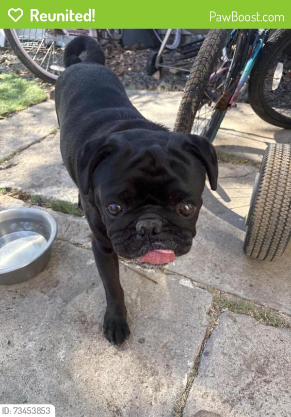 Reunited Male Dog last seen ElRoy Drive, Lemon Grove, CA 91945