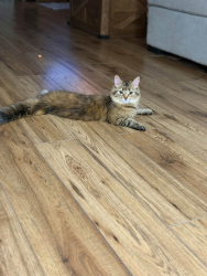 Lost Female Cat last seen She was in the house, came home and then came how and she was gone, Brock, ON L0C 1H0
