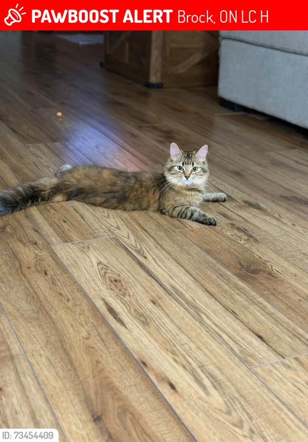 Lost Female Cat last seen She was in the house, came home and then came how and she was gone, Brock, ON L0C 1H0