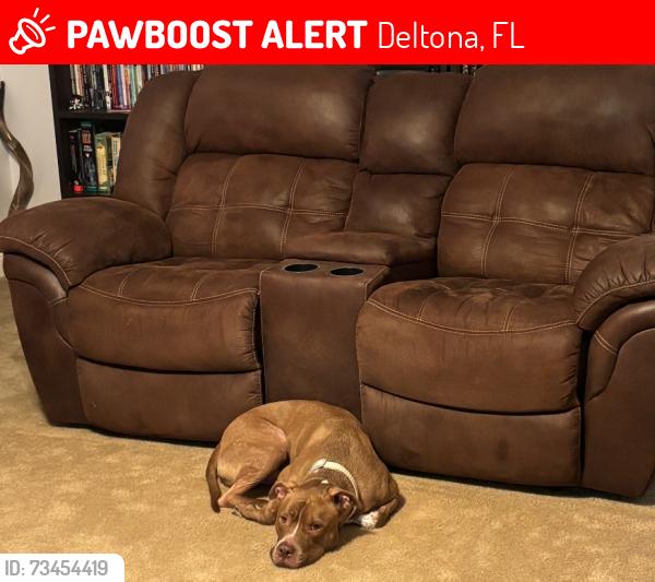 Lost Male Dog last seen Doyle Road and Providence Blvd, Deltona, FL 32725