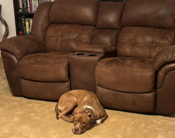 Lost Male Dog last seen Doyle Road and Providence Blvd, Deltona, FL 32725