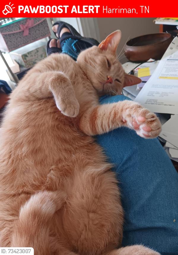 Lost Male Cat last seen Webster Rd, Harriman, TN 37748