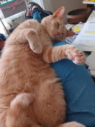 Lost Male Cat last seen Webster Rd, Harriman, TN 37748