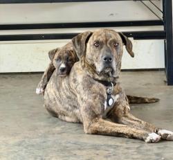Lost Female Dog last seen Pitts school rd nw concord nc 28027, Concord, NC 28027