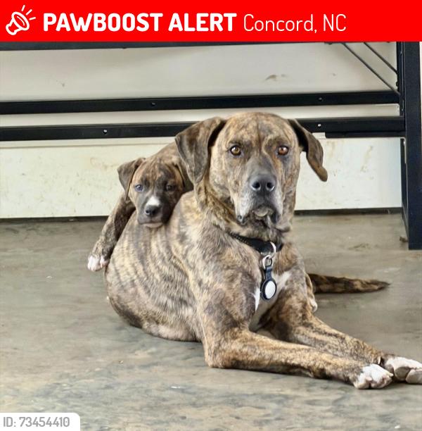 Lost Female Dog last seen Pitts school rd nw concord nc 28027, Concord, NC 28027