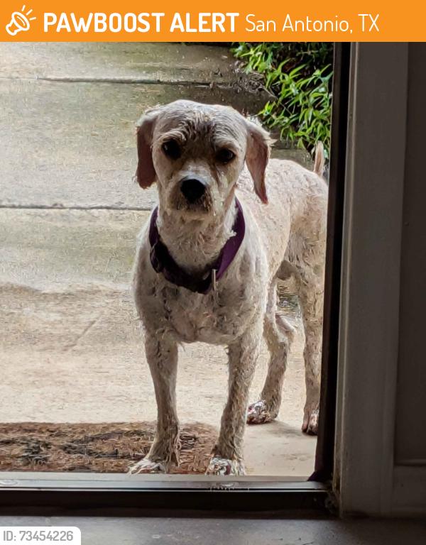Found/Stray Male Dog last seen Alamo Parkway, San Antonio, TX 78253