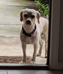 Found/Stray Male Dog last seen Alamo Parkway, San Antonio, TX 78253