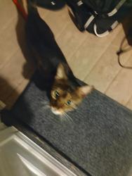Found/Stray Unknown Cat last seen King Ave, Medford, MA 02155