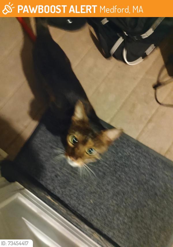 Found/Stray Unknown Cat last seen King Ave, Medford, MA 02155