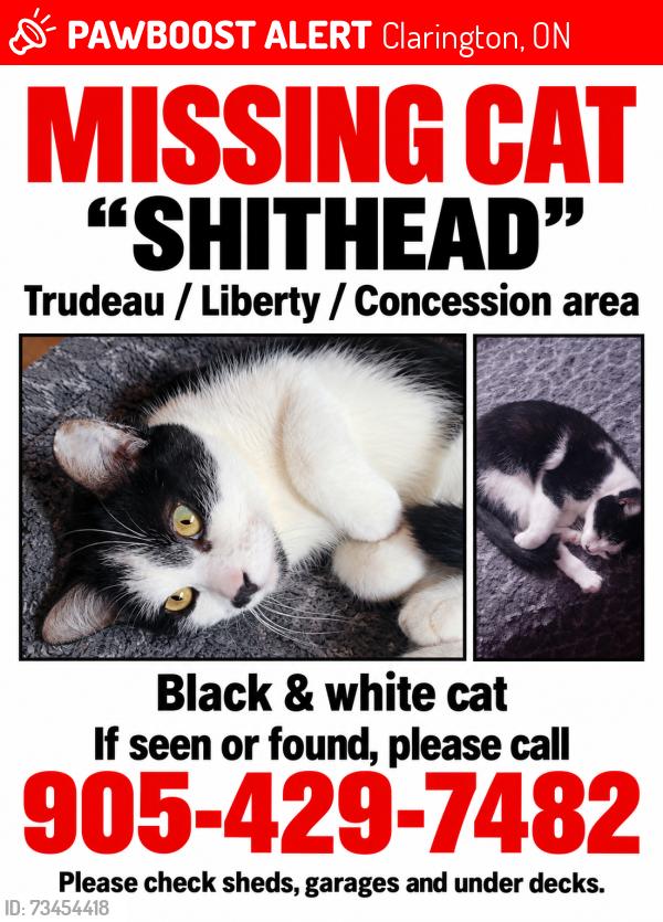 Lost Female Cat last seen Trudeau drive Bowmanville, Clarington, ON 