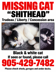 Lost Female Cat last seen Trudeau drive Bowmanville, Clarington, ON 