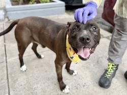 Shelter Stray Male Dog last seen 2861, BRONX, NY, 10463, 326 E 110th St, New York, NY 10029, USA