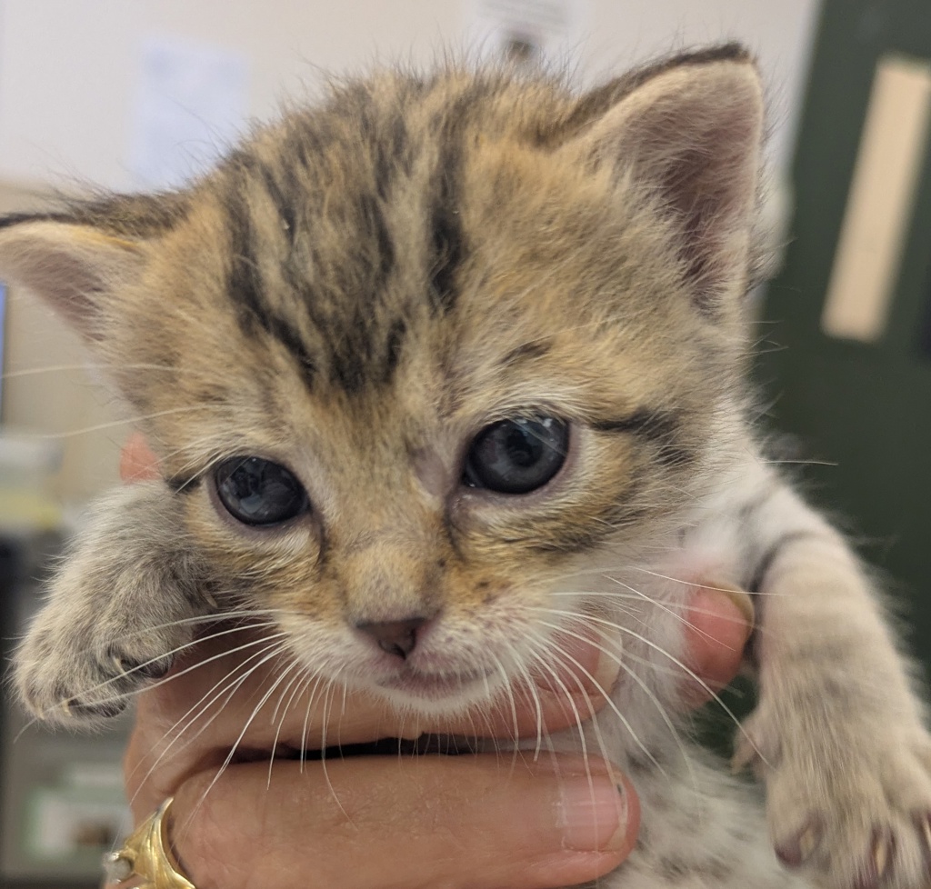Shelter Stray Female Cat last seen Near Arroyo Road, LIVERMORE, CA, 94550, 4651 Gleason Dr, Dublin, CA 94568, USA