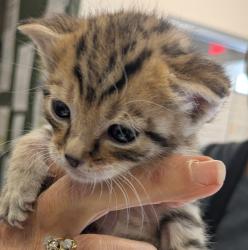 Shelter Stray Male Cat last seen Near Arroyo Road, LIVERMORE, CA, 94550, 4651 Gleason Dr, Dublin, CA 94568, USA