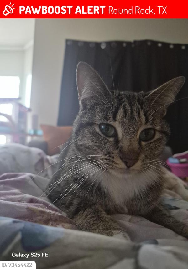Lost Female Cat last seen Old settlers, Round Rock, TX 78681