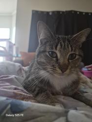 Lost Female Cat last seen Old settlers, Round Rock, TX 78681