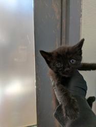 Shelter Stray Female Cat last seen Ocean View, San Diego, CA, 92113, 5500 Gaines St, San Diego, CA 92110, USA