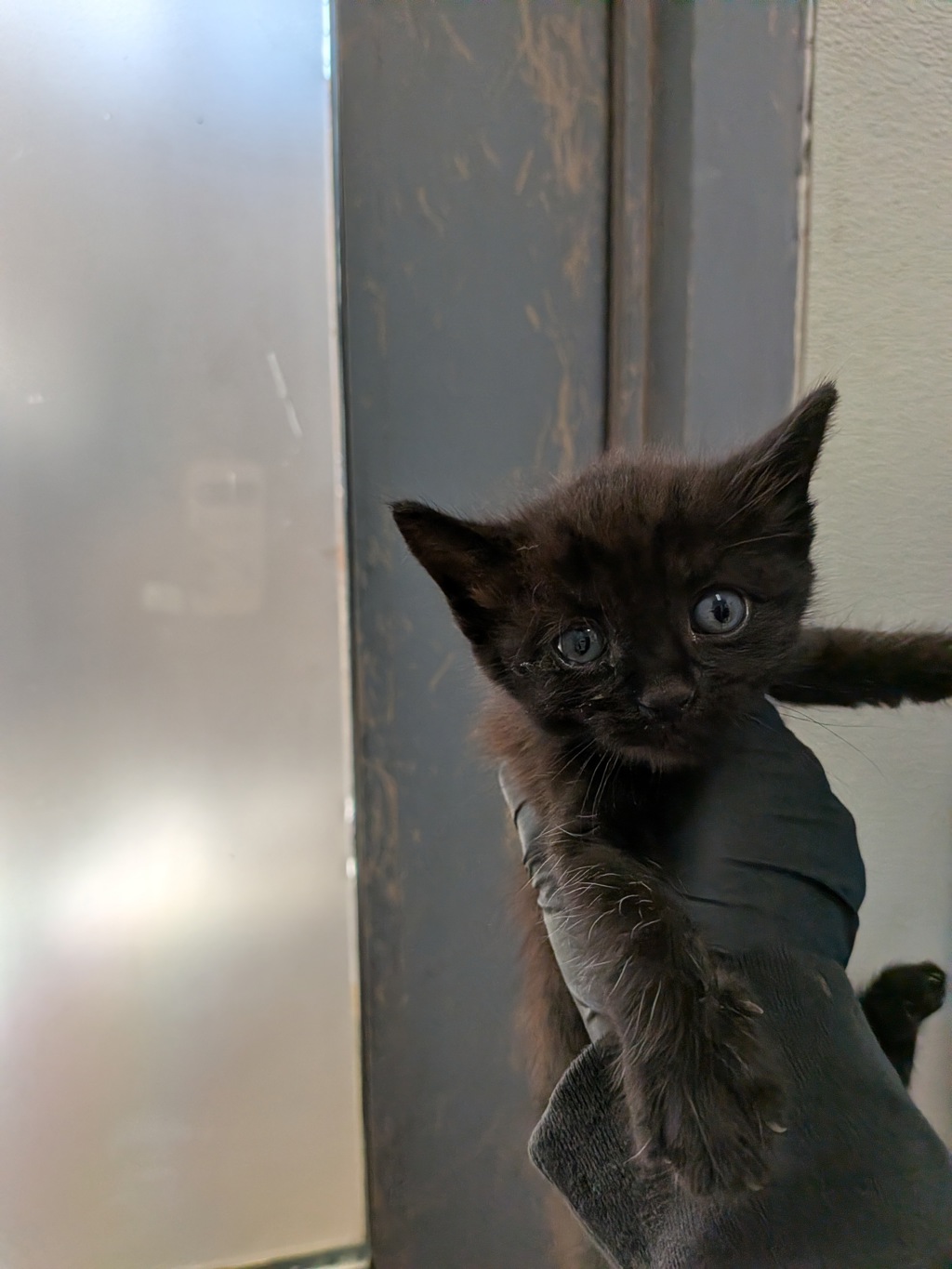 Shelter Stray Female Cat last seen Ocean View, San Diego, CA, 92113, 5500 Gaines St, San Diego, CA 92110, USA