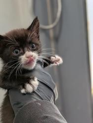 Shelter Stray Female Cat last seen Ocean View, San Diego, CA, 92113, 5500 Gaines St, San Diego, CA 92110, USA