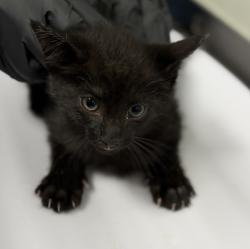Shelter Stray Female Cat last seen Near Preece St., San Diego, CA, 92111, 5500 Gaines St, San Diego, CA 92110, USA
