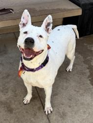 Shelter Stray Female Dog last seen Near Reflection Drive, San Diego, CA, 92124, 5500 Gaines St, San Diego, CA 92110, USA