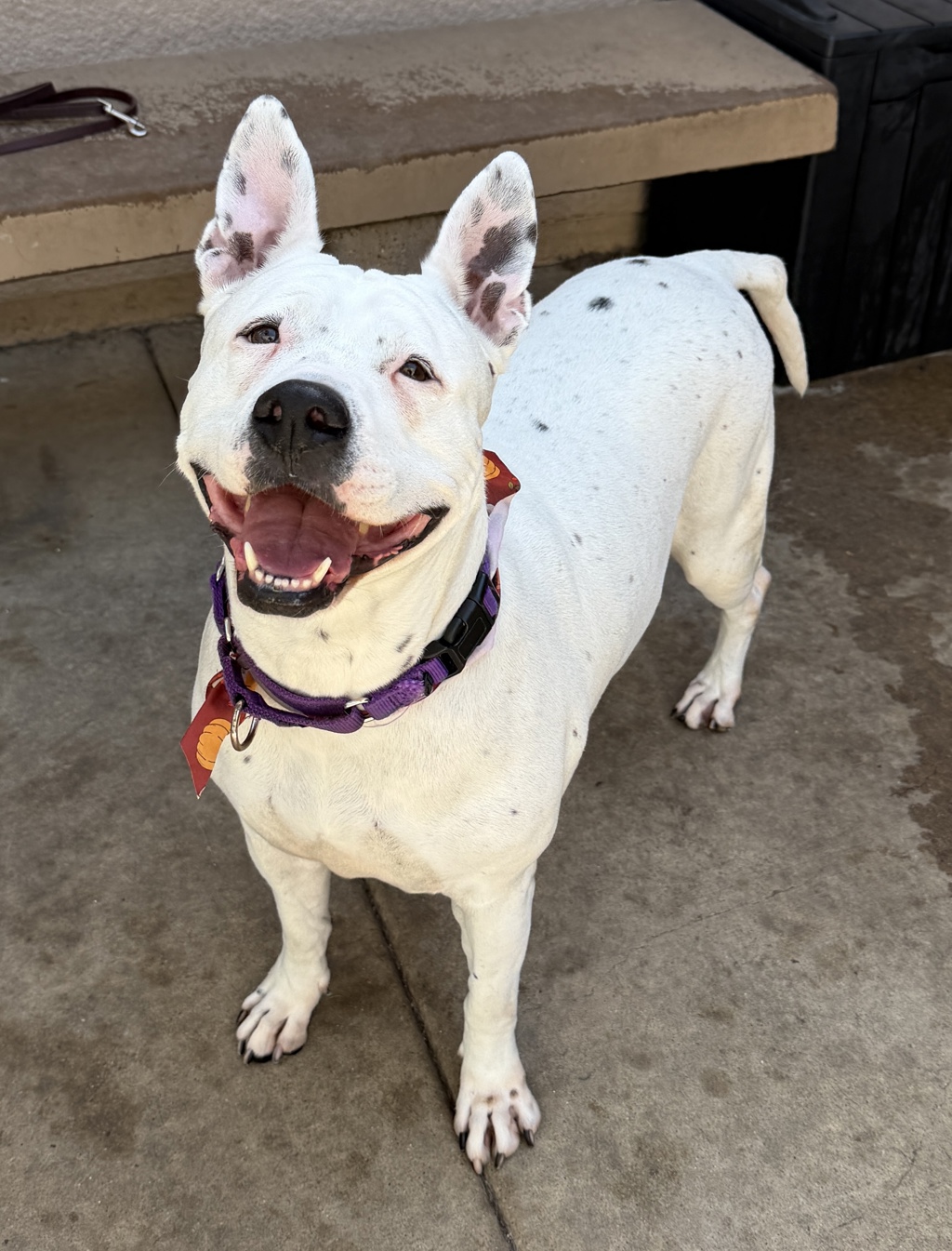 Shelter Stray Female Dog last seen Near Reflection Drive, San Diego, CA, 92124, 5500 Gaines St, San Diego, CA 92110, USA