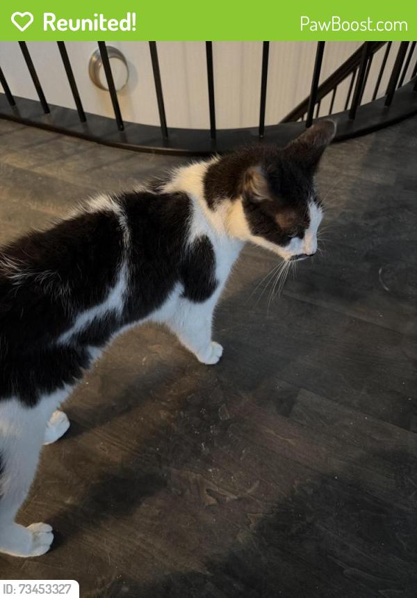Reunited Male Cat last seen Webster and Lincoln Park West, Chicago, IL 60614