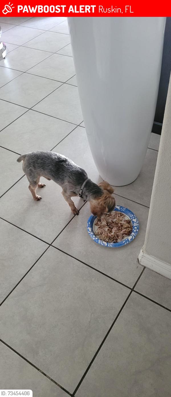 Lost Male Dog last seen 11th Ave SE, & 21st St SE, Ruskin, FL 33570, Ruskin, FL 33570