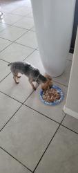 Lost Male Dog last seen 11th Ave SE, & 21st St SE, Ruskin, FL 33570, Ruskin, FL 33570