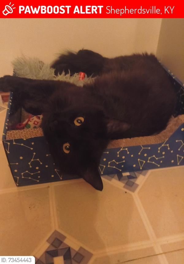 Lost Male Cat last seen Zoneton Road and Thixton Lane, Shepherdsville, KY 40165