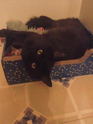 Lost Male Cat last seen Zoneton Road and Thixton Lane, Shepherdsville, KY 40165