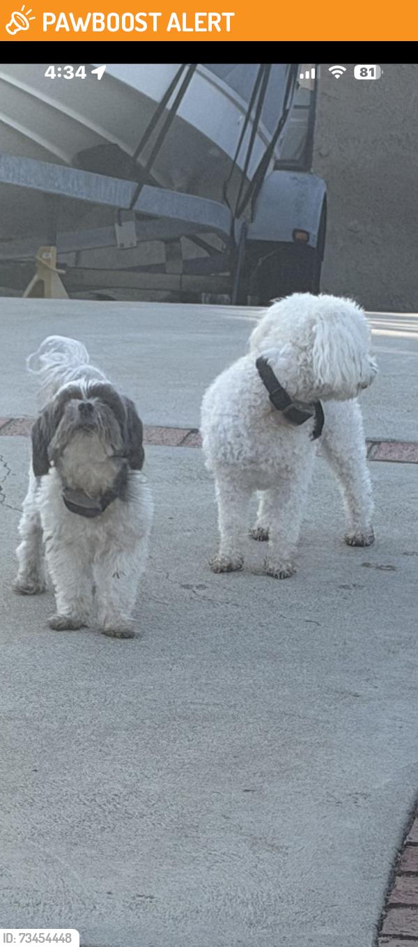 Found/Stray Unknown Dog last seen Aguiro street near Blandford Elementary School, Rowland Heights, CA 91748