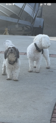 Found/Stray Unknown Dog last seen Aguiro street near Blandford Elementary School, Rowland Heights, CA 91748