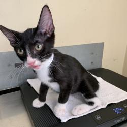 Shelter Stray Male Cat last seen , 361 S Raymond Ave, Pasadena, CA 91105, USA