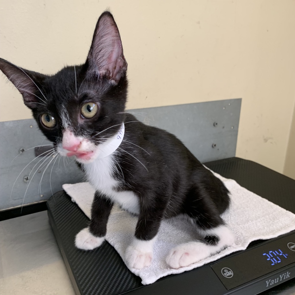 Shelter Stray Male Cat last seen , 361 S Raymond Ave, Pasadena, CA 91105, USA