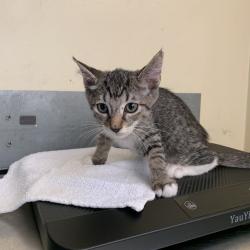 Shelter Stray Female Cat last seen , 361 S Raymond Ave, Pasadena, CA 91105, USA