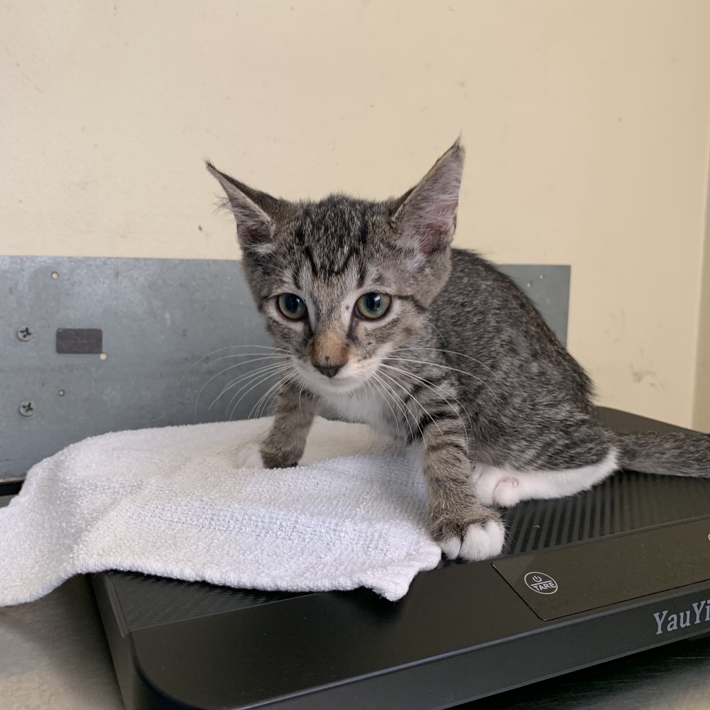 Shelter Stray Female Cat last seen , 361 S Raymond Ave, Pasadena, CA 91105, USA